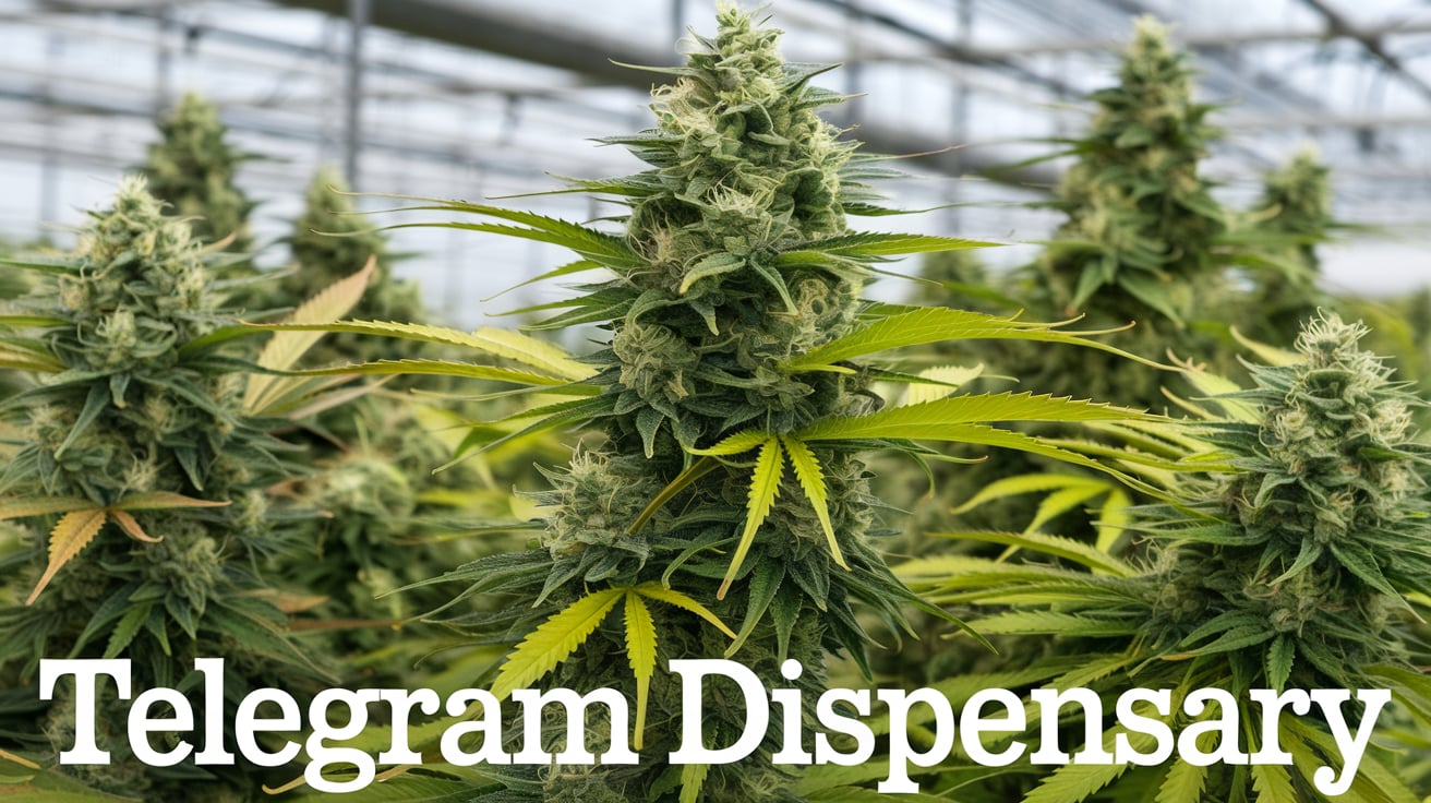 telegram dispensary